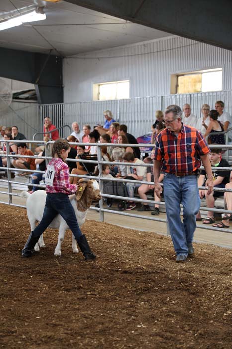 Girl in plaid shirt leads a small sheep in an indoor livestock show arena, audience watching from stands, man in plaid shirt nearby.