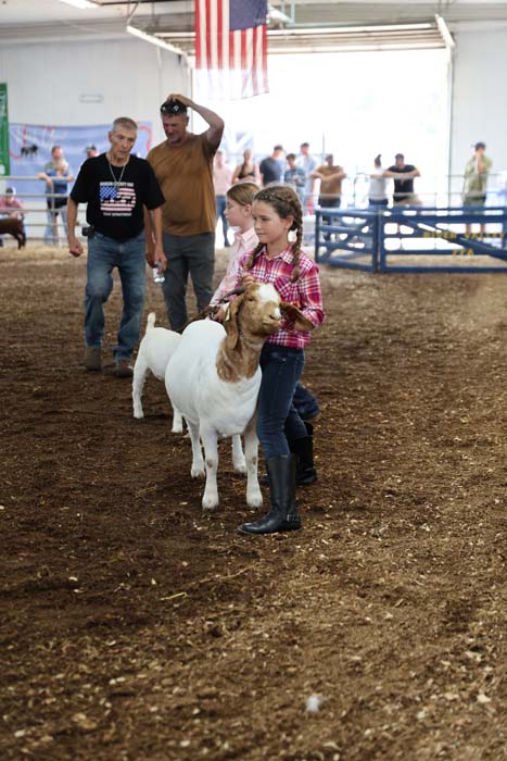 Young girl in a plaid shirt leads a white goat inside an indoor livestock arena, with spectators and an American flag overhead.