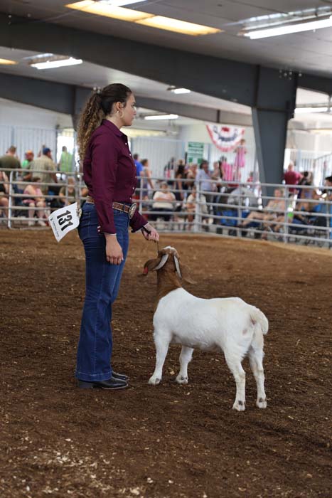 Young woman in a maroon shirt and jeans presents a white and brown goat in a livestock show ring, with spectators in the background behind a railing.