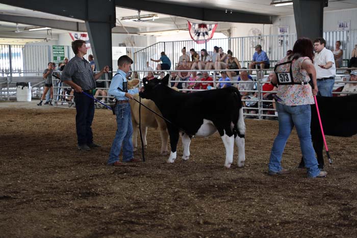 Young boy leading a black-and-white calf in an indoor livestock show ring, with spectators and other handlers in the background.