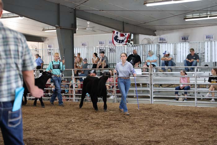 Woman in jeans leads a black calf inside a fenced arena as spectators watch from the stands at a livestock show.