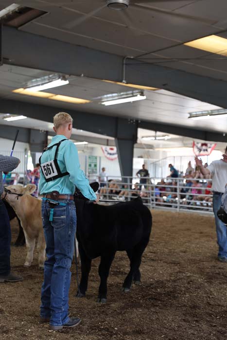 Youthful exhibitor in a teal shirt leads a black calf at an indoor cattle show, bib number 561 visible on his back, with spectators in the background.