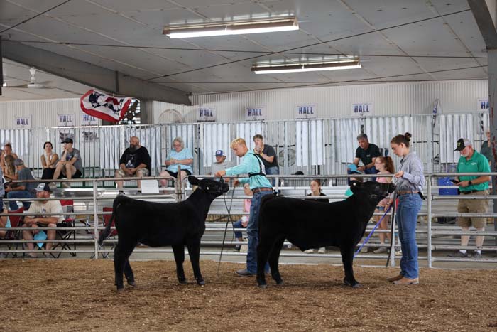 Two black cattle stand in a show ring, each held by a handler; spectators watch from bleachers behind a metal railing.