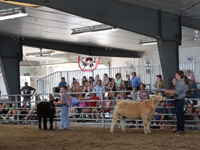 Boy in a plaid shirt leads a black calf inside a fenced livestock arena as spectators watch from the bleachers under a metal roof.
