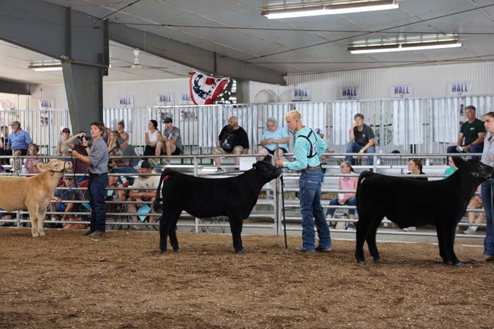 Handlers present black and tan cattle in a ring at a livestock show, with spectators behind a railing and a banner in the background.