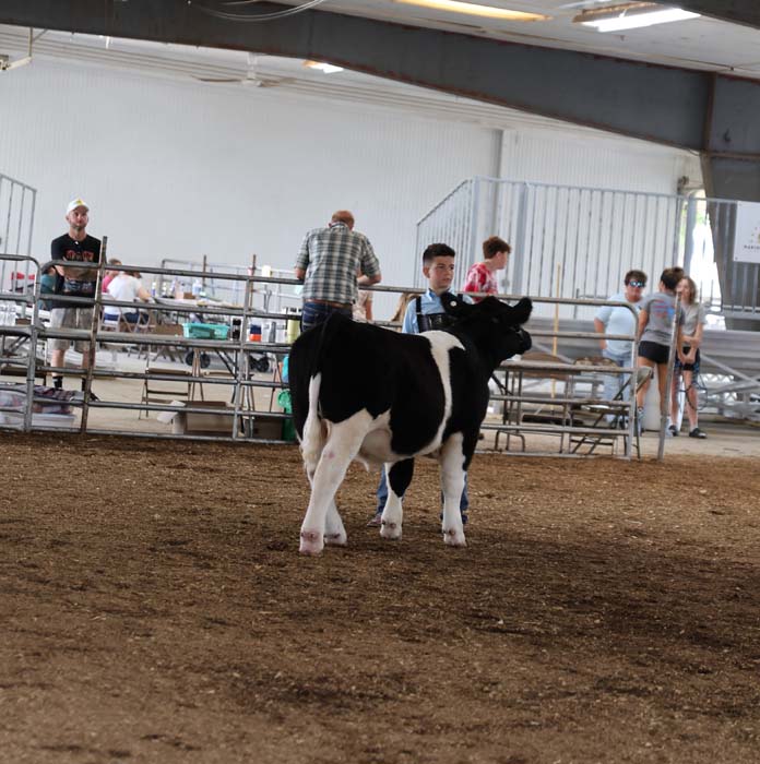 A young man leads a black-and-white Holstein cow inside a dirt arena at a livestock show, with spectators along the rail.