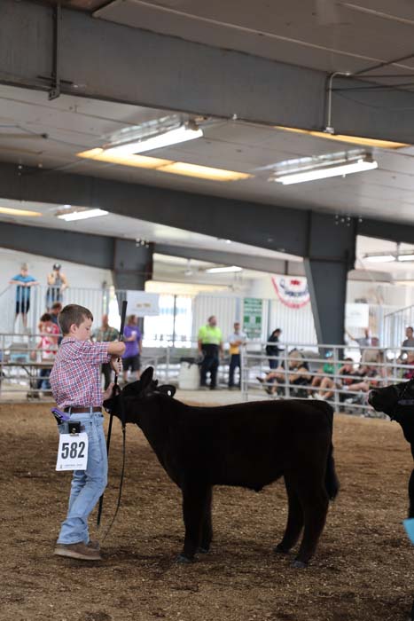 Young exhibitor in a plaid shirt leads a black steer at a livestock show, bib number 582 visible.