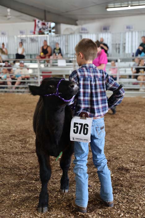 Boy in a plaid shirt and jeans leads a black calf with a purple halter at a livestock show; bib number 576 on his back.