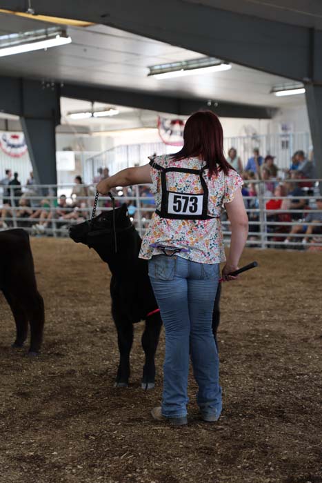 Person in a floral shirt and jeans leads a black pony in a livestock show ring; bib number 573, with spectators in the background.