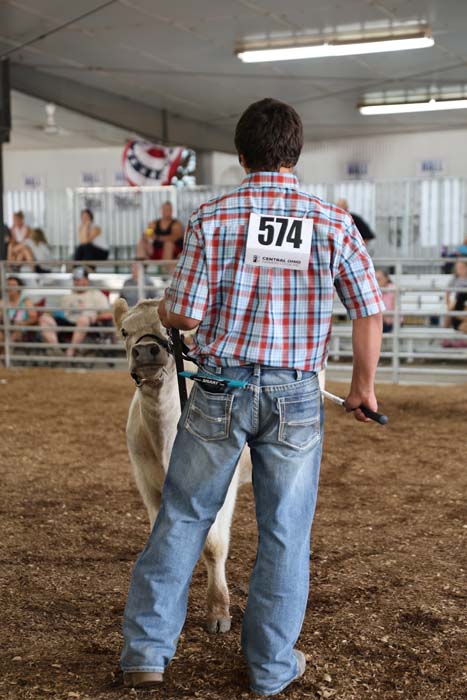 Competitor wearing a plaid shirt and jeans guides a light-brown alpaca on a leash in a livestock show arena, bib number 574 on his back, with spectators behind a fence.