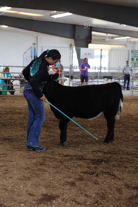 Woman in jeans and a black jacket guides a black-and-white cow with a teal show stick inside an indoor arena, with spectators in the background.