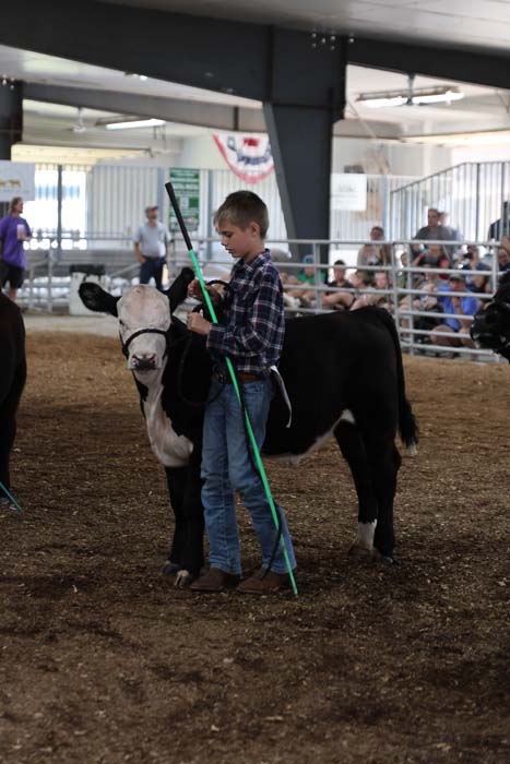 Young boy in plaid shirt and jeans guiding a white and black calf with a green show stick in an indoor cattle ring, spectators in the background.