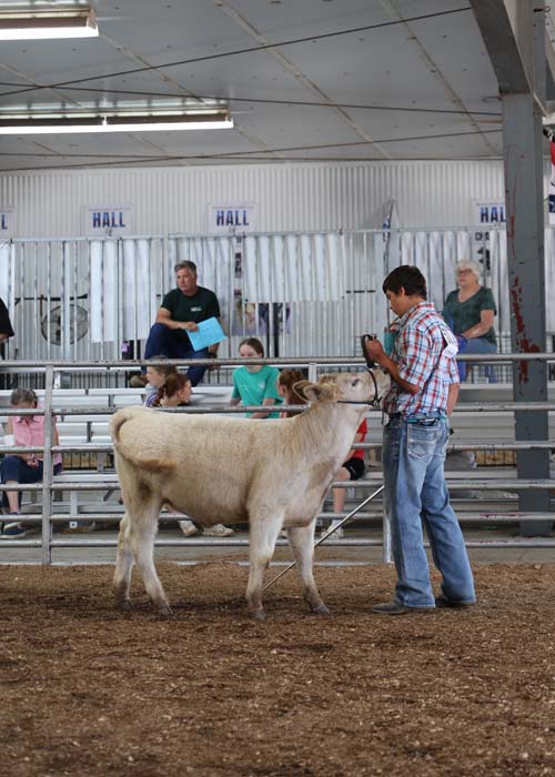 Man in a plaid shirt guides a pale cow in a livestock show ring, with spectators watching from bleachers behind a metal railing.