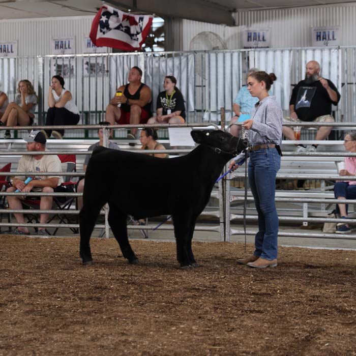 Person in blue jeans leads a black steer by a halter in a show ring, as spectators sit in metal bleachers behind them.