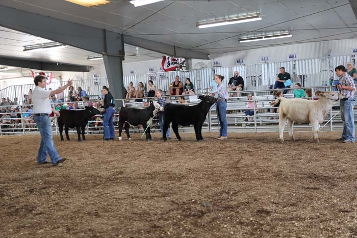 Indoor cattle show: handlers guide calves on leashes as judges and spectators watch from bleachers along the ring.