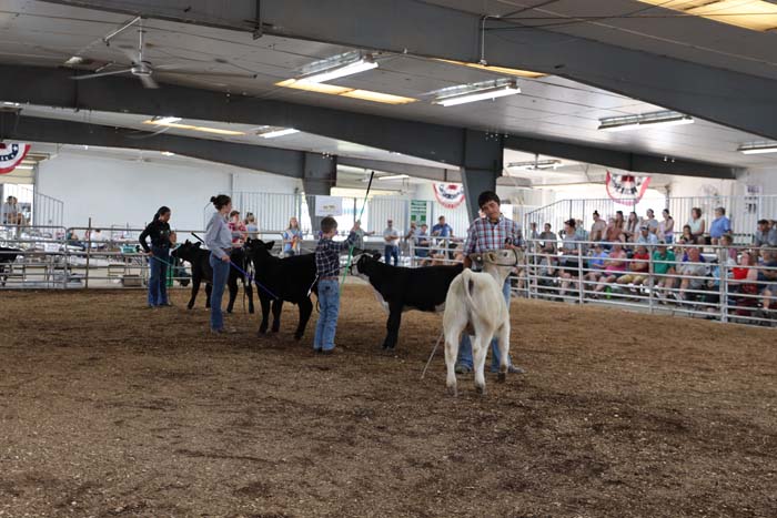 Children and adults guide cows in a livestock show ring inside a large indoor arena with spectators watching from behind a railing and bleachers.