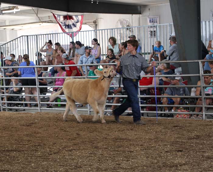Golden dog on a leash walks beside a man in a plaid shirt inside a fenced show ring, with spectators watching from the bleachers.