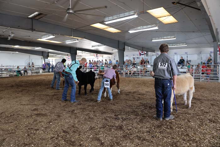 Indoor livestock show ring with handlers guiding calves; numbered participants and a crowd in the stands observing.