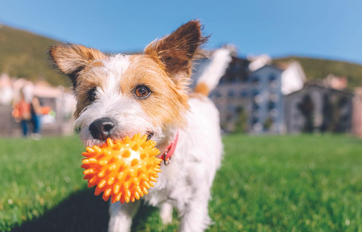 Dog in a park holding an orange spiky ball in its mouth, with green grass and blurred buildings in the background.