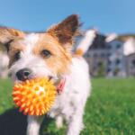 Dog in a park holding an orange spiky ball in its mouth, with green grass and blurred buildings in the background.