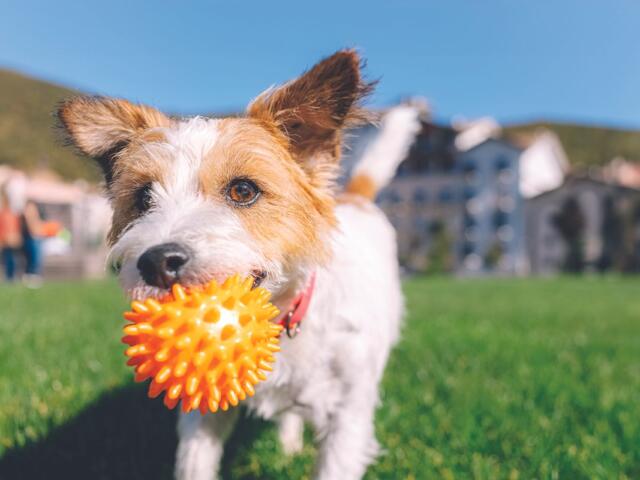 Dog in a park holding an orange spiky ball in its mouth, with green grass and blurred buildings in the background.