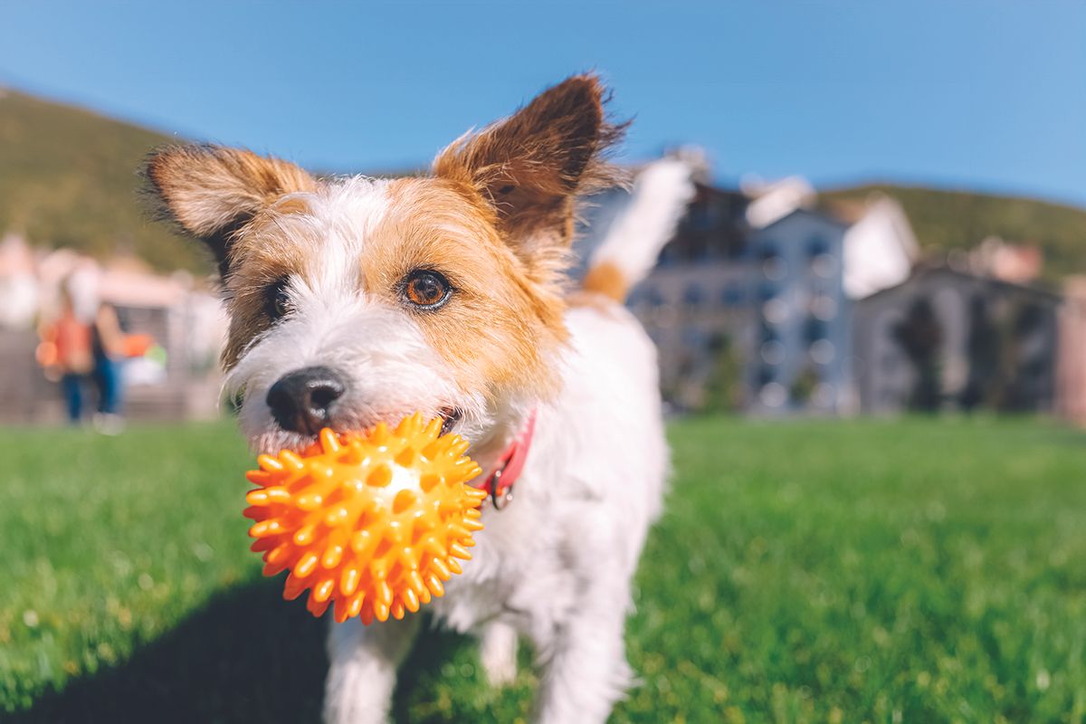 Dog in a park holding an orange spiky ball in its mouth, with green grass and blurred buildings in the background.