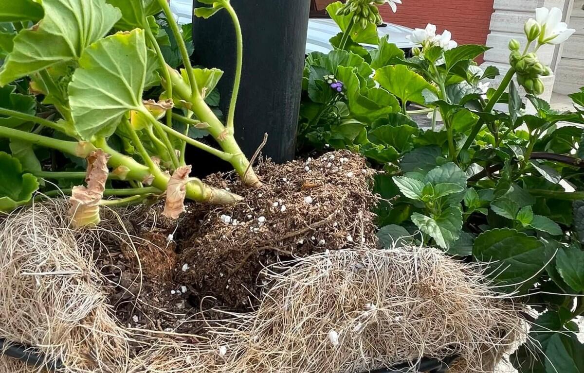 A plant with exposed roots and soil, showing thick green stems and leafy foliage after being lifted from a pot.