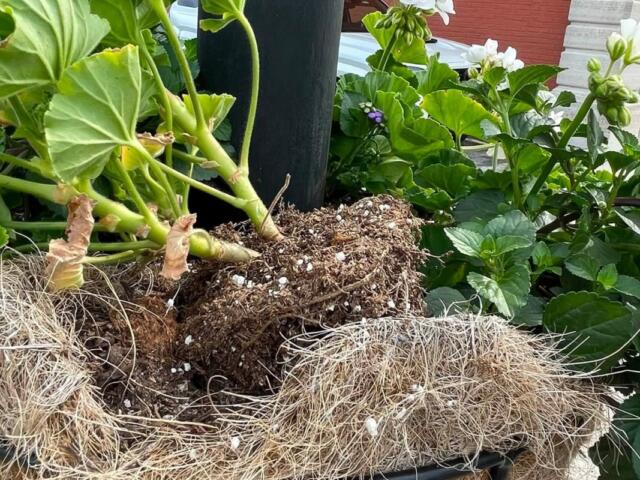 A plant with exposed roots and soil, showing thick green stems and leafy foliage after being lifted from a pot.