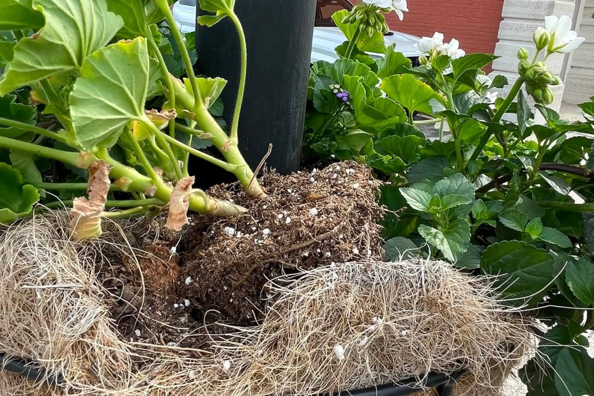 A plant with exposed roots and soil, showing thick green stems and leafy foliage after being lifted from a pot.